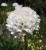 Grasnelke Armeria  - maritima 'Alba'