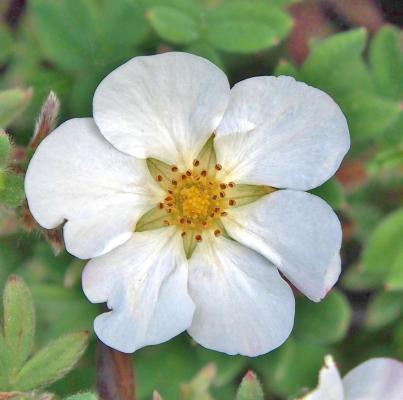 FingerstrauchPotentilla fruticosa 'Abbotswood' XL