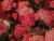 Schafgarbe Achillea - millefolium 'Paprika'