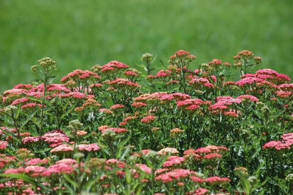 Schafgarbe Achillea - millefolium 'Paprika'