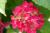 Ballhortensie 'Leuchtfeuer' - Hydrangea macrophylla
