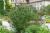 Sommerflieder- Black Knight - Buddleja dav. Black Knight