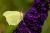 Sommerflieder- Black Knight - Buddleja dav. Black Knight
