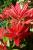 Pieris Forest Flame