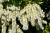 Pieris Forest Flame