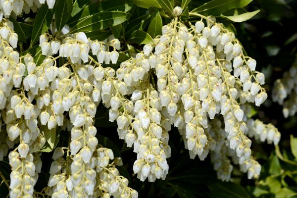 Pieris 'Forest Flame'