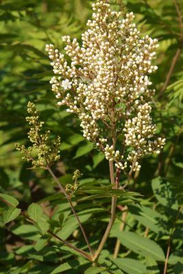 Niedrige Fiederspiere Sem - Sorbaria sorbifolia