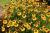 Sonnenbraut Helenium - x cult. Wyndley