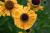 Sonnenbraut Helenium - x cult. Wyndley