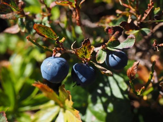 Heidelbeere 'Bluecrop' Vaccinium corymbosum