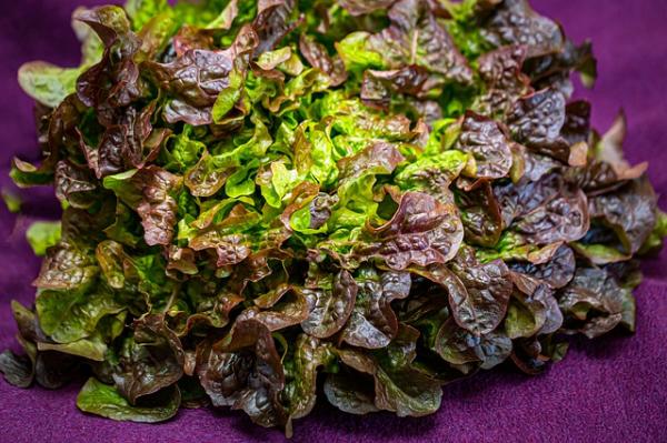 Salat Eichblattsalat rot als Wurzelballen