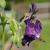 Storchenschnabe Geranium - phaeum 'Lily Lovell'