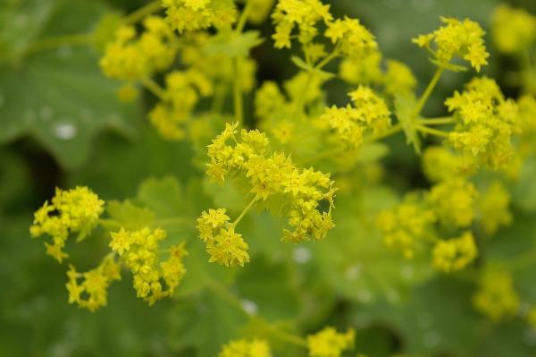 Frauenmantel Alchemilla - faeroensis var.pumila