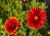 Kokardenblume Gaillardia - x grandiflora 'Burgunder'