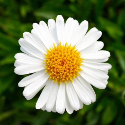 Aster - alpinus 'Albus'