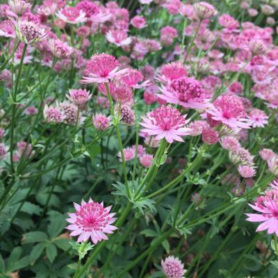 Sterndolde Astrantia - major 'Claret'