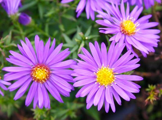 Aster - dumosus 'Augenweide' **