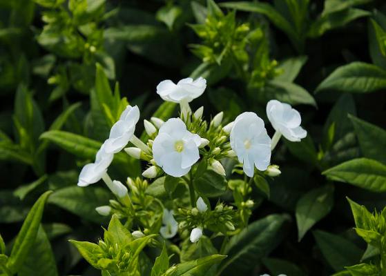 Flammenblume Phlox - paniculata 'Danielle'