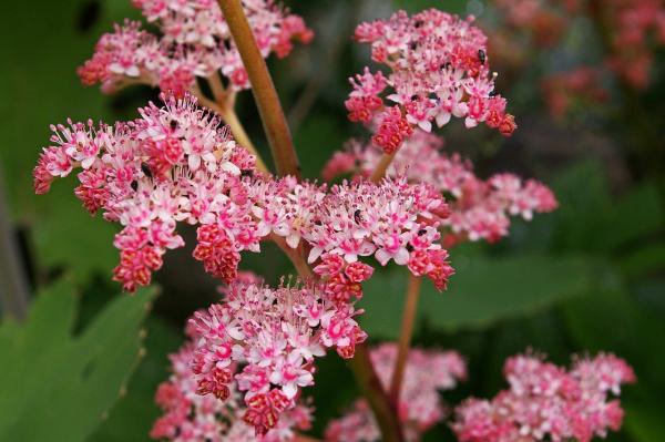 Schildblatt Darmera - peltata