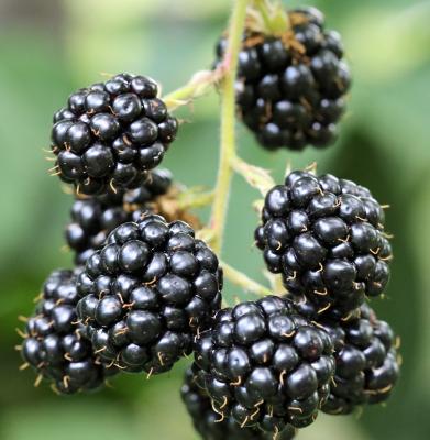 Brombeere - 'Black satin' Rubus fruticosus