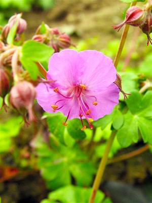 Storchenschnabe Geranium - x cantabrigiense 'Karmina'