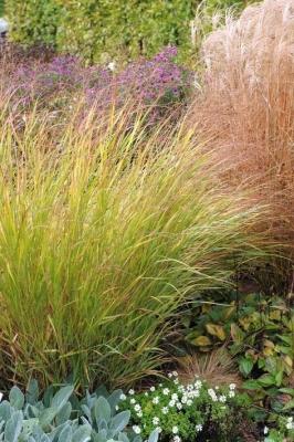 Panicum ( Zierhirse ) - virgatum 'Shenandoah'