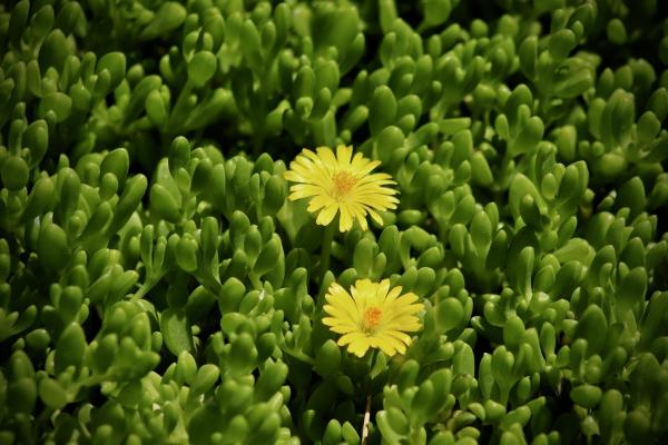 Stauden-Mittagsblume - Delosperma congestum