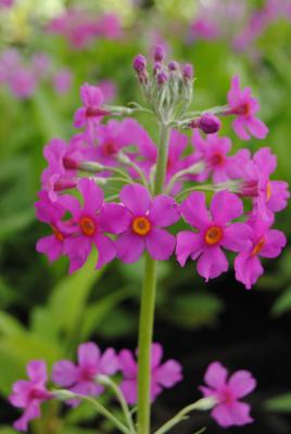 Etagen Primel, rosa Primula beesiana