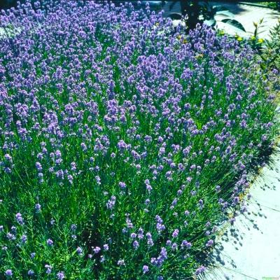 Lavendel Lavandula - angustifolia 'Munstead'