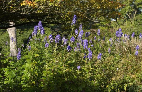 Eisenhut Aconitum - carmichaelii 'Arendsii'