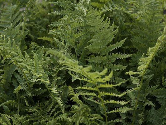 Heimischer Frauen-Farn - Athyrium filix-femina