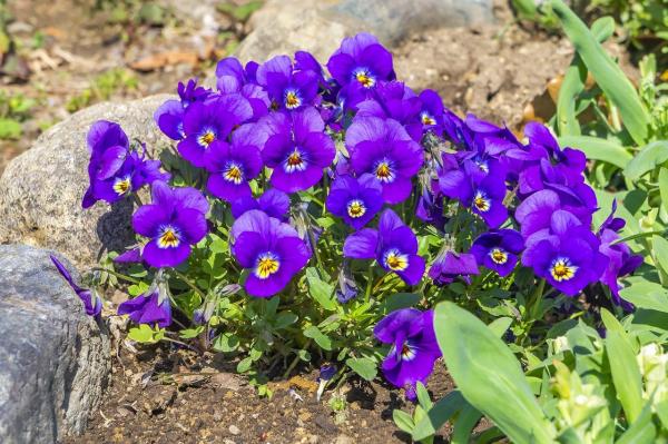 Duft-Veilchen Viola  - odorata 'Königin Charlotte'