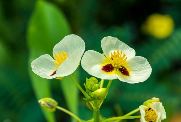 Graspfeilkraut Sagittaria graminea