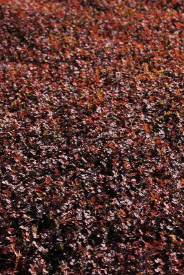 Rotes Stachelnüsschen Aceaena - inermis 'Purpurea'