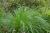 Pennisetum ( Lampenputzergras ) - alopecuroides 'Japonicum'