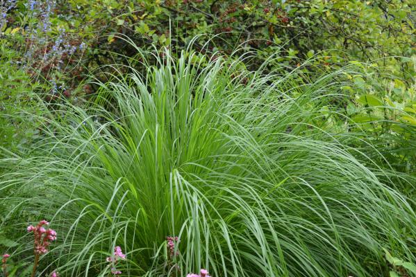 Pennisetum ( Lampenputzergras ) - alopecuroides 'Japonicum'