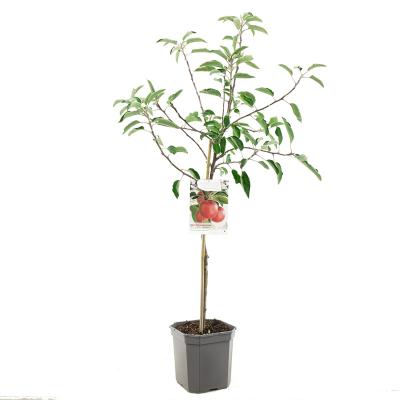Apfelbaum Malus dom. Braeburn Baum