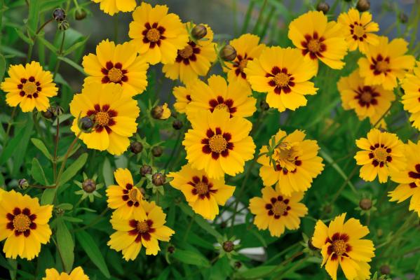 Mädchenauge Coreopsis - lanceolata 'Sterntaler'