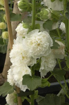 Stockrose Alcea - rosea 'Pleniflora' ,weiß