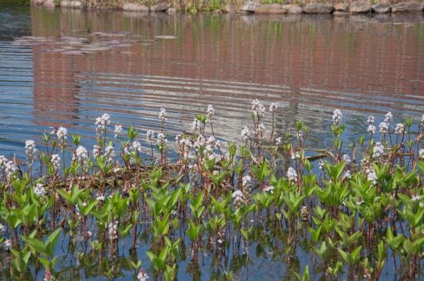 Fieberklee Menyanthes trifoliata