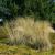 Deschampsia ( Waldschmiele ) - cespitosa 'Goldschleier'