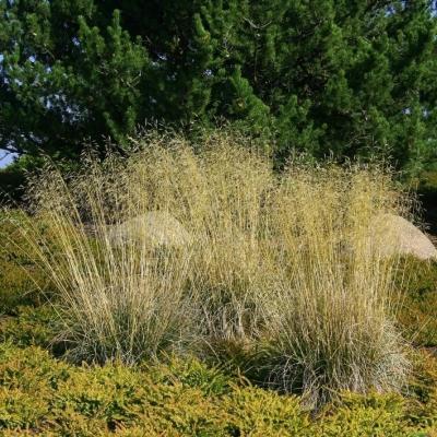 Deschampsia ( Waldschmiele ) - cespitosa 'Goldschleier'