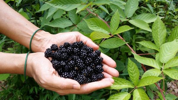 Brombeere 'Theodor Reimers' Rubus fruticosus