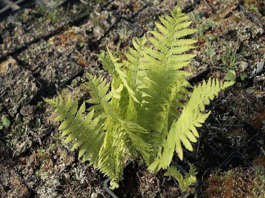 Heimischer Strauß-Farn - Matteuccia struthiopteris