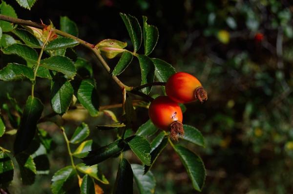 Goji-Beere 'Instant Success' - Lycium barbarum