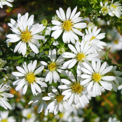 Aster - ericoides 'Schneekissen'