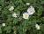 Anemone - tomentosa 'Robustissima'
