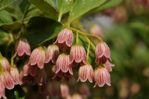 Prachtglocke - Enkianthus campanulatus 30 - 40 cm,  2 Liter Container