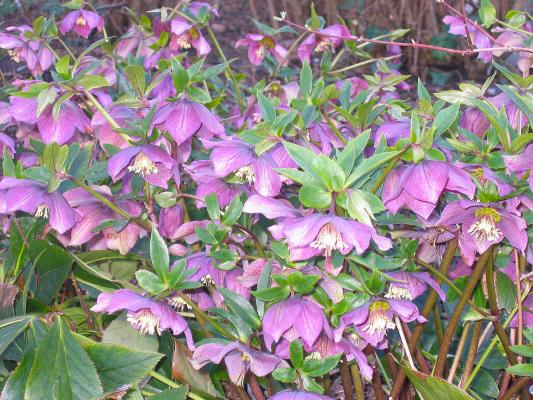 Nieswurz Helleborus giftig - purpurascens