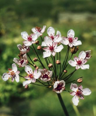 weisse Blumenbinse Butomus umbellatus 'Alba'